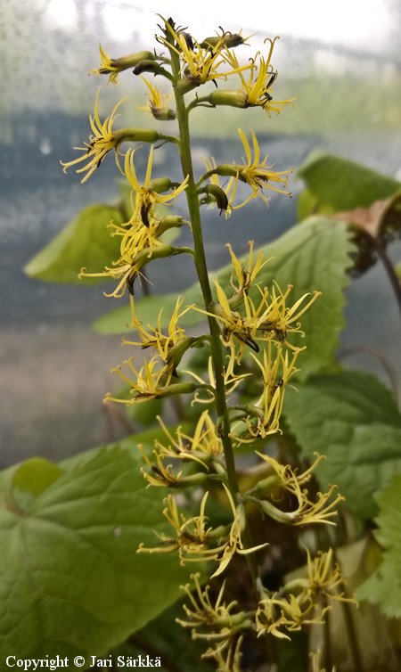 Ligularia przewalskii Twiggy valtikkanauhus